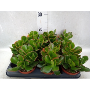 Crassula ovata 'Sunset'