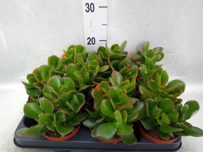 Crassula ovata 'Sunset'