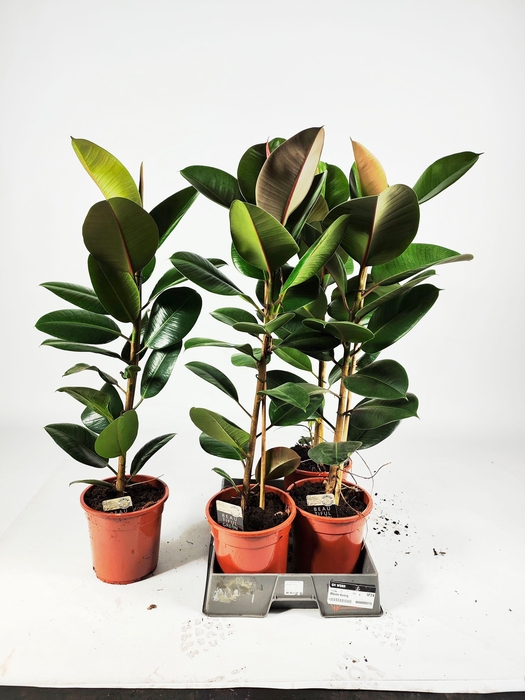 <h4>FIC EL ROBUSTA</h4>