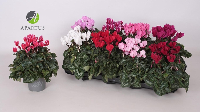 <h4>CYCL KL SUP CARINO</h4>