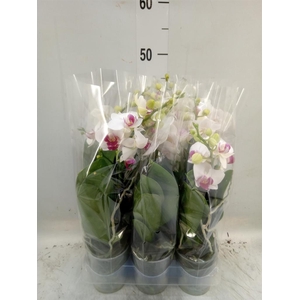Phalaenopsis multi. 'FC Safe Haven'