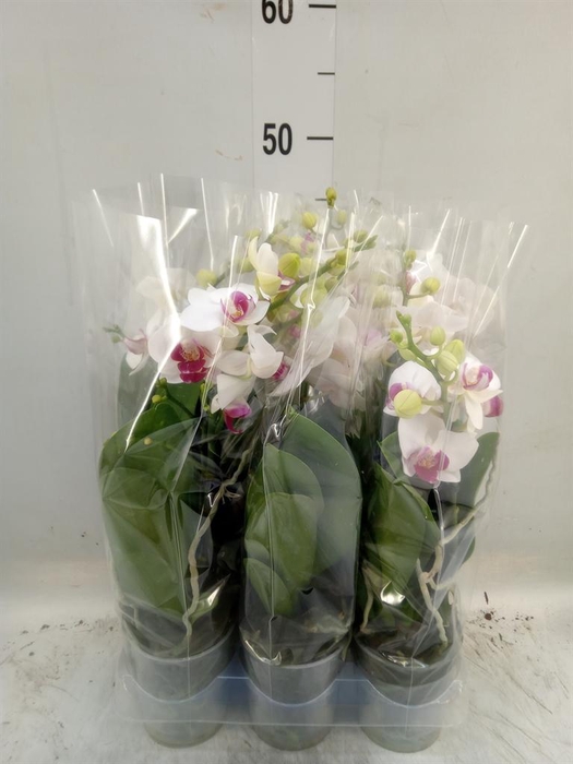 <h4>Phalaenopsis multi. 'FC Safe Haven'</h4>