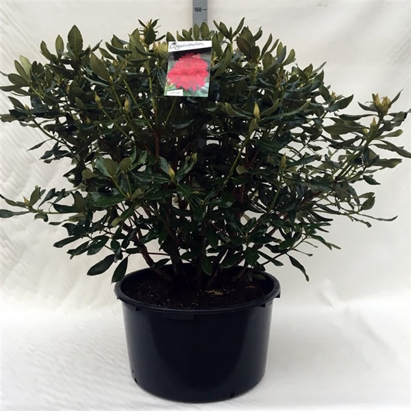 <h4>Rhodo. 'Nova Zembla' red</h4>