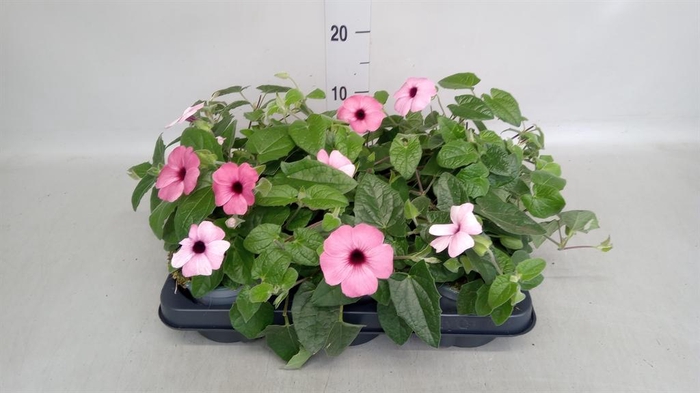 <h4>Thunbergia alata</h4>