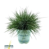 Festuca glauca
