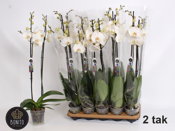 <h4>PHAL SILHOUETTE</h4>