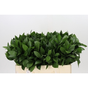 Ruscus Hypophyllum