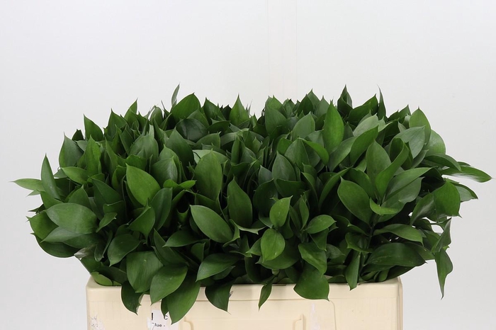 <h4>Ruscus Hypophyllum</h4>