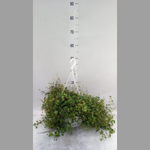 Muehlenbeckia com. 'Mao'ri'