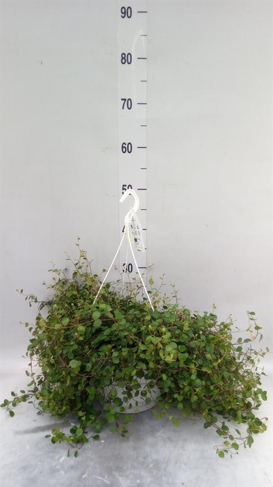 <h4>Muehlenbeckia com. 'Mao'ri'</h4>