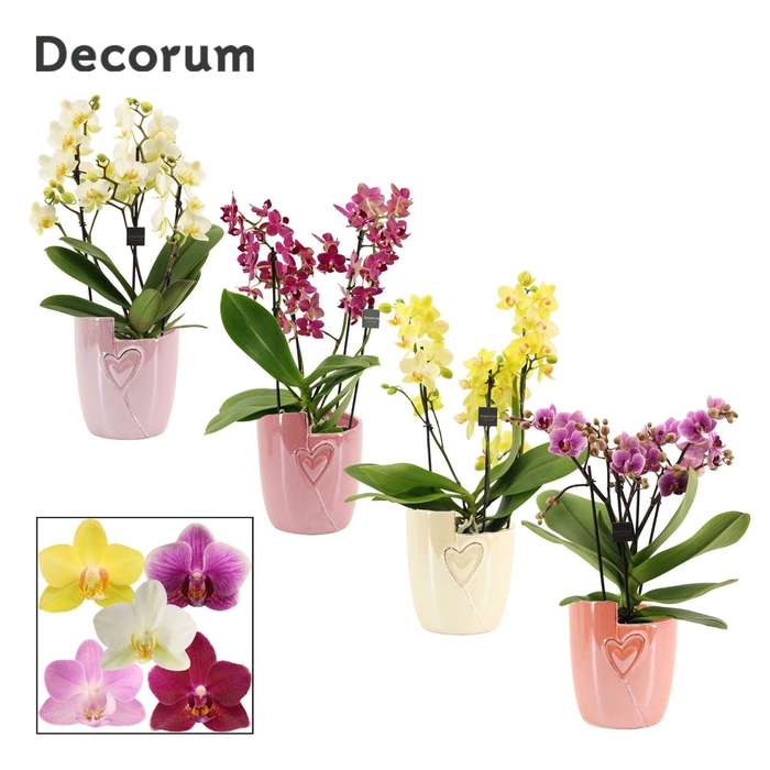 <h4>Phalaenopsis dazzling melange 3-4 tak in Joa (Special moods-coll</h4>