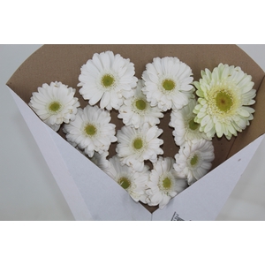 GERBERA SNOWBALL > 10 CM DIAM < 050 CM BRANCO