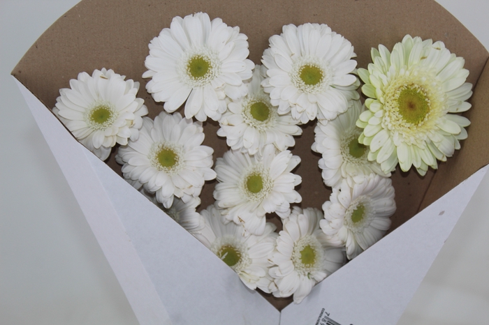 GERBERA SNOWBALL > 10 CM DIAM < 050 CM BRANCO