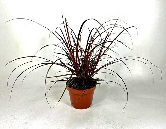 <h4>UNCINIA RUBRA</h4>