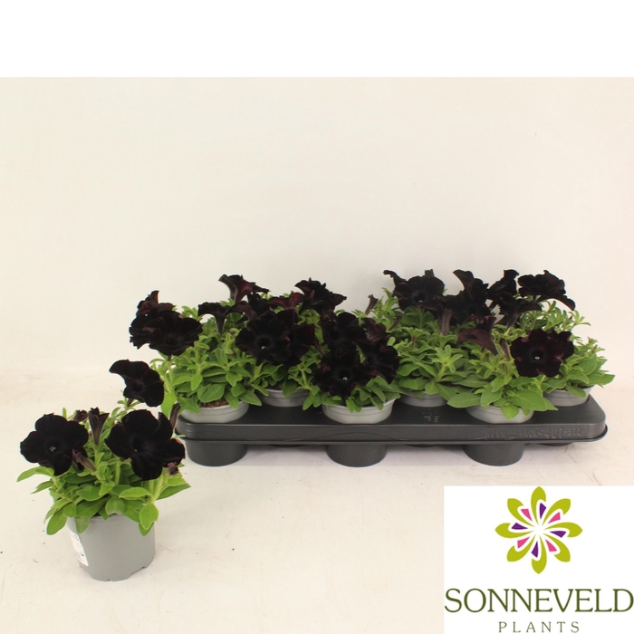 <h4>Black Satin</h4>