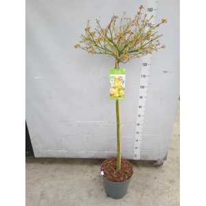 Acer palmatum 'Little Princess'