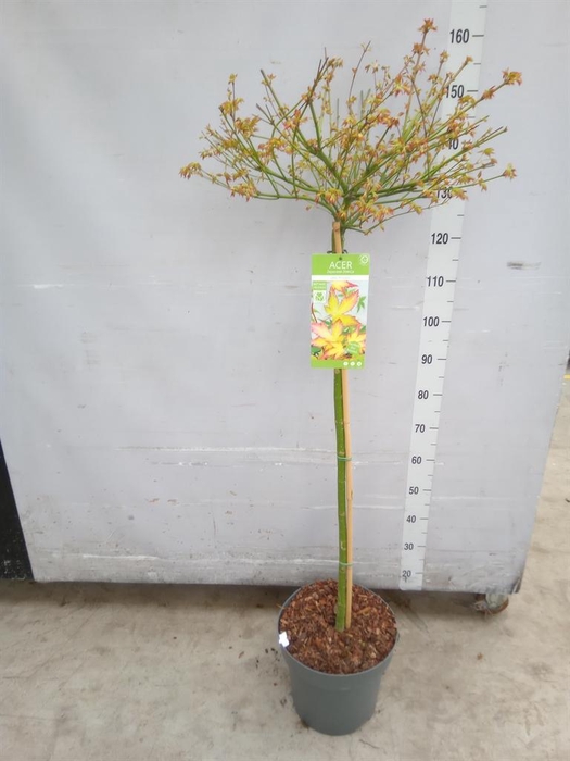 <h4>Acer palmatum 'Little Princess'</h4>