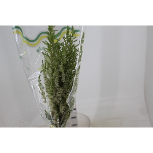 ASTILBE BRANCO 050 CM