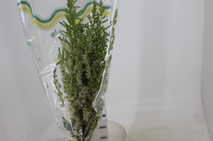 <h4>ASTILBE BRANCO 050 CM</h4>
