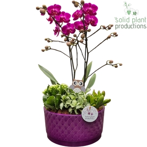PH004 Stella Purple