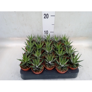 Haworthia fasciata 'Big Band'