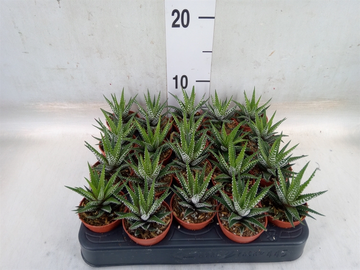 <h4>Haworthia fasciata 'Big Band'</h4>
