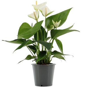 Anthurium Elido in transparant sleeve