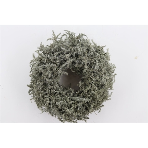 Wr Asparagus Wax Antique Olive 35cm