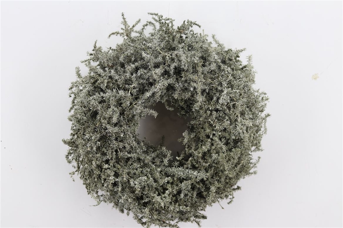 <h4>Wr Asparagus Wax Antique Olive 35cm</h4>