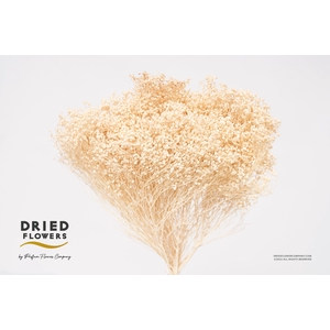 Dried Bleached Broom Bloom