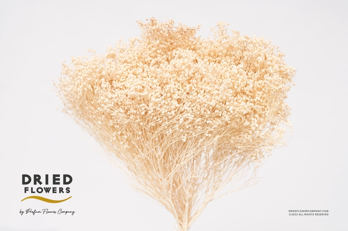<h4>Dried Bleached Broom Bloom</h4>