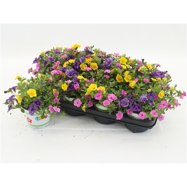 <h4>Calibrachoa Trixi Petticoat</h4>