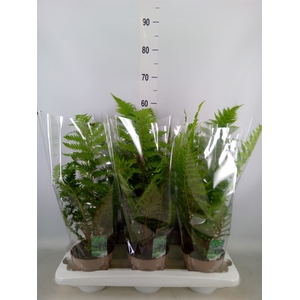 Cyathea australis