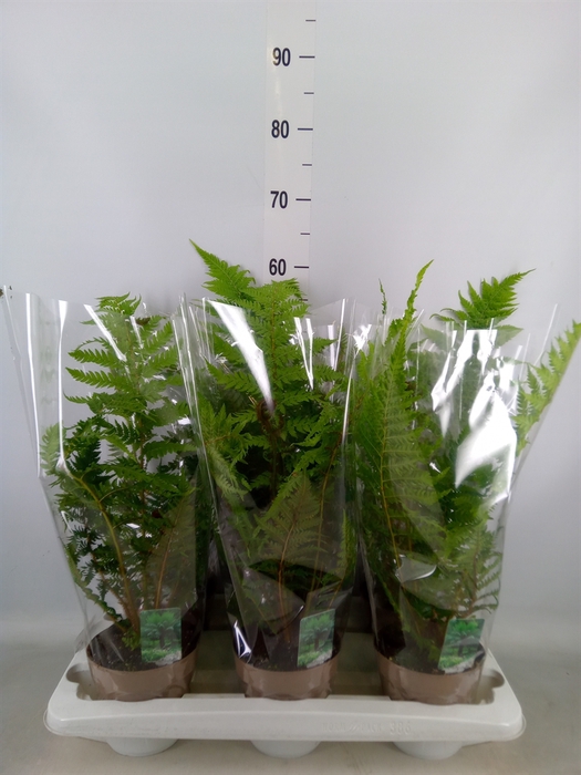 <h4>Cyathea australis</h4>