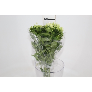BOUVARDIA ELEGANCE BIANCA 050 CM