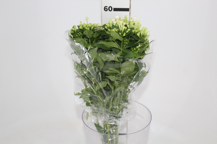 <h4>BOUVARDIA ELEGANCE BIANCA 050 CM</h4>