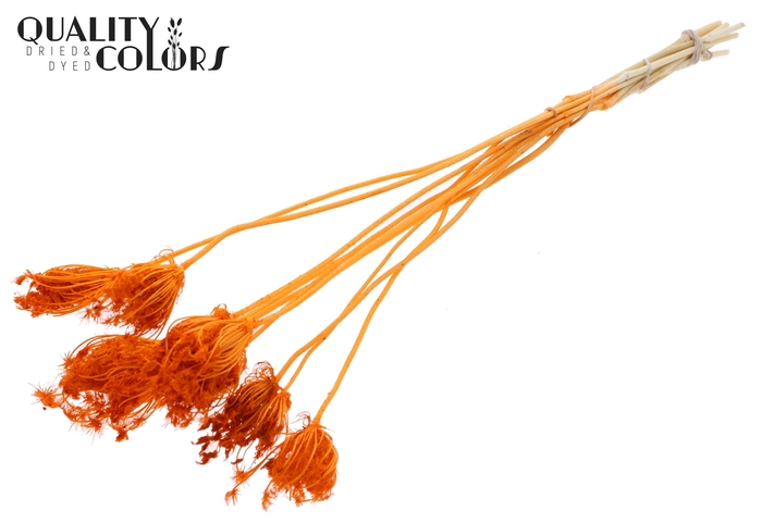 Ammi Majus 2-4cm 10pc/bunch Bleached Orange