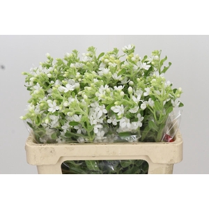 Oxypetalum coeruleum 'Perfect White Harmony'