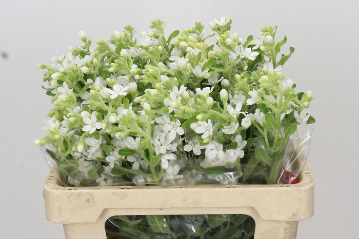 <h4>Oxypetalum coeruleum 'Perfect White Harmony'</h4>