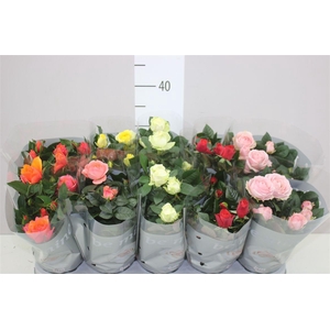 Rosa Beau Monde Gemengd