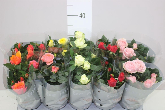 <h4>Rosa Beau Monde Gemengd</h4>