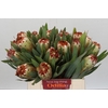 Protea Aurumn