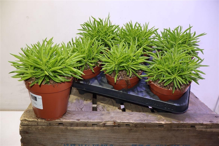 <h4>arr8 Pep Ov</h4>