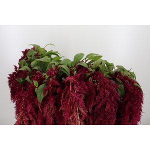 Amar Ca Red Spider