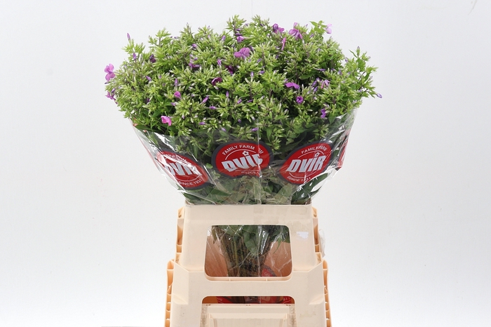 <h4>Phlox P Mika</h4>