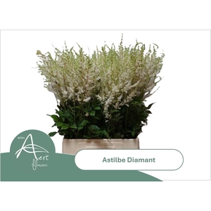 ASTIL AR DIAMANT