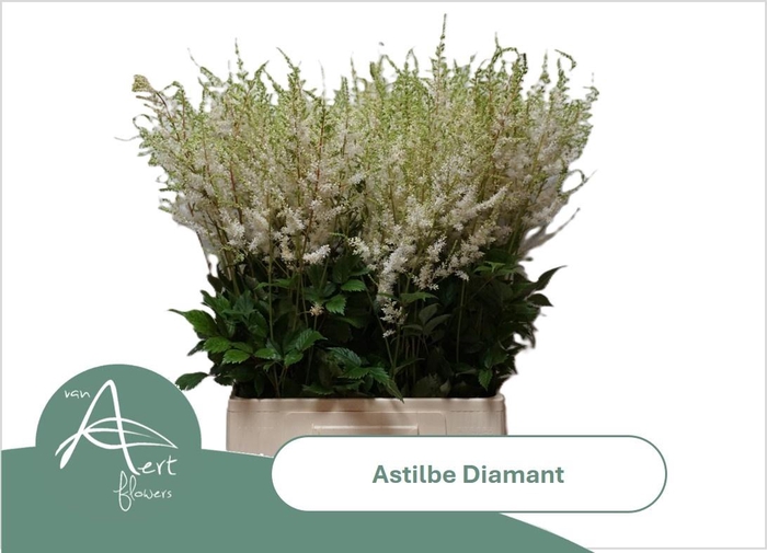<h4>ASTIL AR DIAMANT</h4>