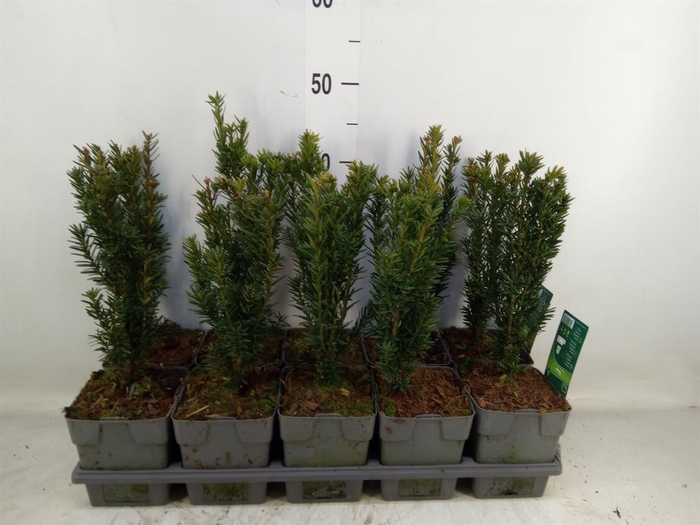 <h4>Taxus media 'Hillii'</h4>
