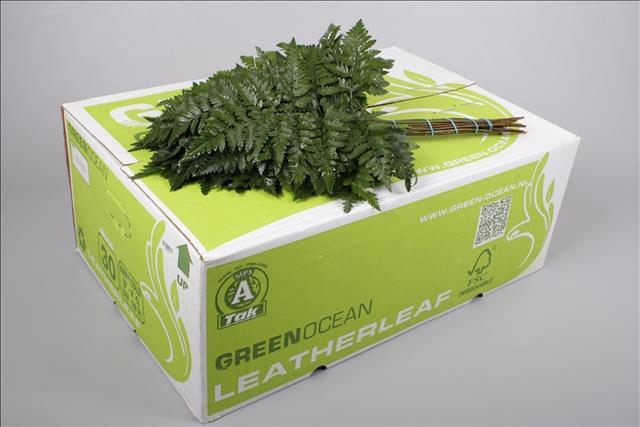 <h4>Leatherleaf Medium Green Ocean</h4>