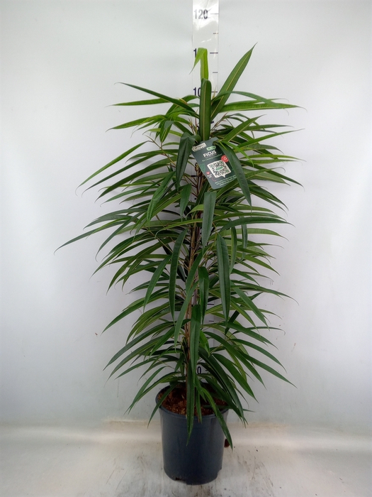 <h4>Ficus binn. 'Alii'</h4>